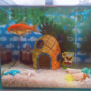 金魚水槽のおしゃれなアレンジ 飾り方のインテリア実例 Roomclip ルームクリップ