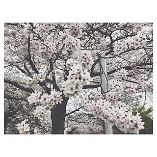 桜/SAKURAのインテリア実例 - 2014-03-28 15:06:09