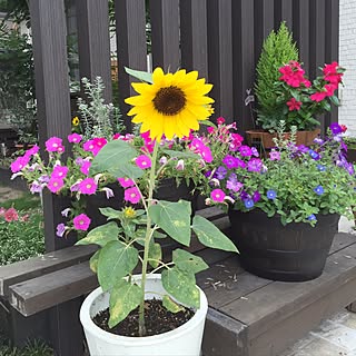 寄せ植え ひまわりのおしゃれなアレンジ 飾り方のインテリア実例 Roomclip ルームクリップ