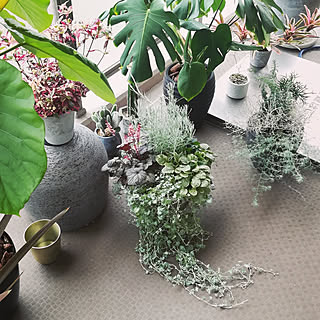 玄関/入り口/観葉植物/植木鉢/植物のある暮らし/ベランダガーデニング...などのインテリア実例 - 2018-07-28 09:38:52