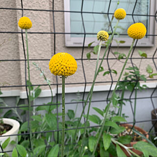 黄色い花/クラスペディア/庭/ガーデニング/花壇...などのインテリア実例 - 2022-04-25 07:28:34
