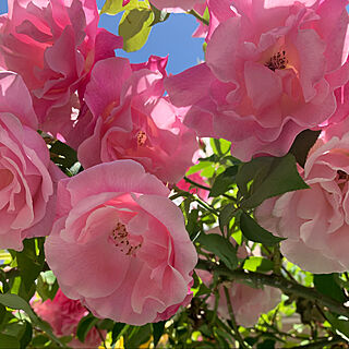 ばらの庭/薔薇/薔薇が好き/ばら大好き/バラのある庭...などのインテリア実例 - 2020-05-14 20:35:58