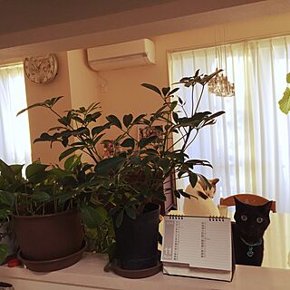 部屋全体/ねこと暮らす。/猫がいる風景/猫が大好き/観葉植物...などのインテリア実例 - 2016-10-29 07:12:23