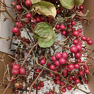 サルトリイバラのインテリア実例 Roomclip ルームクリップ