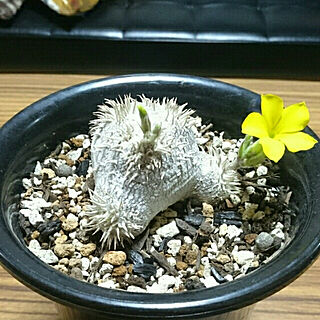 リビング/CAUDEX/観葉植物/縁側/cafe風...などのインテリア実例 - 2018-03-19 15:07:23