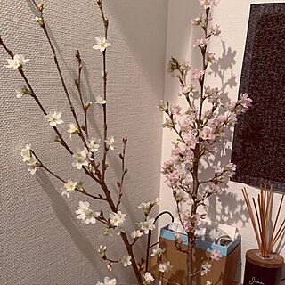 桜/WTW/桜の木/お花見❀/玄関/入り口のインテリア実例 - 2021-03-12 19:50:58