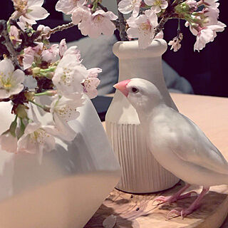 桜/bird/文鳥と暮らす/文鳥のいる暮らし/文鳥おかゆ...などのインテリア実例 - 2021-07-17 01:23:02