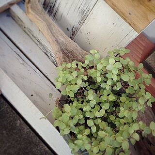 植物/流木/DIY/ガーデニング/板壁のインテリア実例 - 2013-09-22 07:05:27