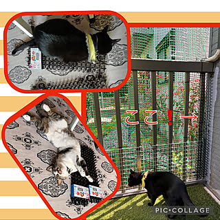 ねこのいる風景 ダイソー猫よけマット Don T Catのインテリア実例 Roomclip ルームクリップ