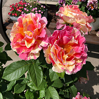 お花のある暮らし/東北/バラのある庭/玄関/入り口のインテリア実例 - 2022-06-23 11:02:04
