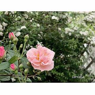 玄関/入り口/後の白いのはコデマリ/つるバラ コーネリア/花のある暮らし/薔薇が好き...などのインテリア実例 - 2017-05-07 07:01:53