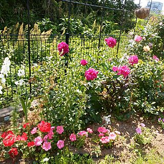 玄関/入り口/お花大好き♡/薔薇のある庭のインテリア実例 - 2017-05-25 17:13:20