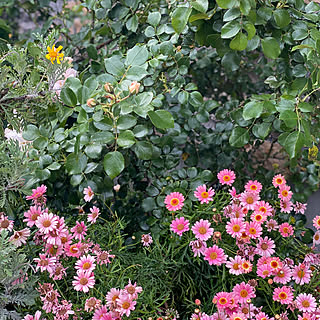 観葉植物/花壇/薔薇が好き/花のある暮らし/富士ホームズデザイン...などのインテリア実例 - 2021-05-12 17:29:08