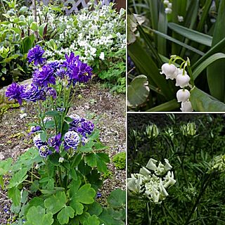 小さな庭で/植物/植物のある暮らしのインテリア実例 - 2017-05-07 10:19:47
