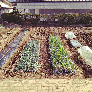 キッチン/家庭菜園/じゃがいも/春菊/サラダ菜...などのインテリア実例 - 2022-04-02 16:57:43