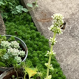 駐車場横/君の名は？/多肉の花/多肉セダム/多肉寄せ植え...などのインテリア実例 - 2021-10-06 18:46:05