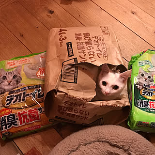 バス/トイレ/amazonさん/猫のトイレ用品/猫のトイレ/里山...などのインテリア実例 - 2018-02-09 19:30:13