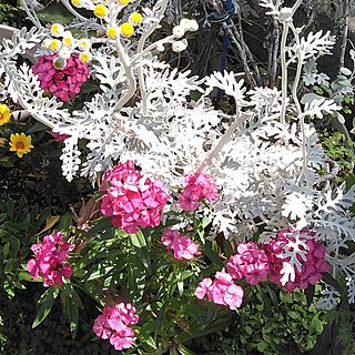 玄関/入り口/花のある暮らし/庭で育てた花を飾る/にわのある暮らし/ナデシコ...などのインテリア実例 - 2023-05-12 11:18:41