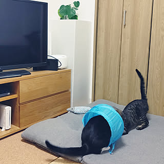 部屋全体/築古マンション/ケチケチリフォーム/我が家は猫仕様ではありません。/無印良品...などのインテリア実例 - 2020-04-09 16:39:24