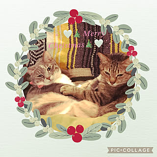 メリークリスマス/クリスマス/にゃんず♡/猫好きにはたまらない♡/猫好き...などのインテリア実例 - 2021-12-25 09:32:29