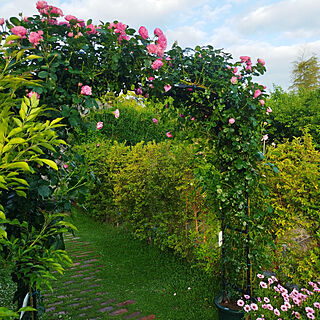 玄関/入り口/バラのある暮らし/バラのトンネル/バラの庭/バラのある庭...などのインテリア実例 - 2022-05-26 06:51:02
