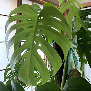 新葉/観葉植物/モンステラ/部屋全体のインテリア実例 - 2019-06-14 06:43:23