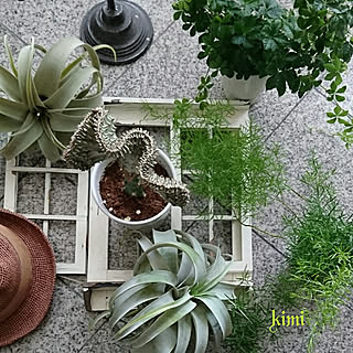 壁/天井/2018.5.26/インスタ→zhukimizi/観葉植物/緑のある暮らし...などのインテリア実例 - 2018-05-26 09:02:28