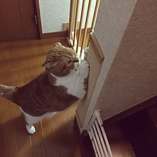 壁/天井/猫/ゆずみかんのインテリア実例 - 2015-01-30 11:52:03