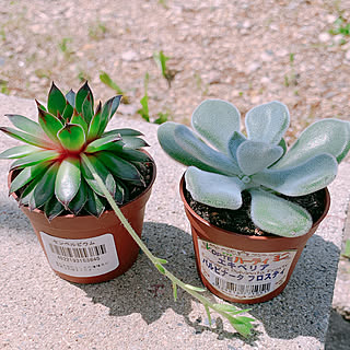 多肉植物♡/レクトでお買い物/多肉植物の寄せ植え/玄関/入り口のインテリア実例 - 2019-05-04 11:34:13