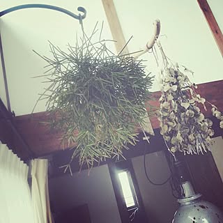 部屋全体/植物/観葉植物/サボテン/リプサリス...などのインテリア実例 - 2014-05-05 09:29:02