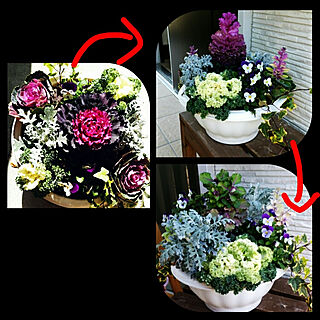 玄関/入り口/寄せ植え/お花のある暮らし/葉ボタンの寄せ植えのインテリア実例 - 2019-04-14 13:30:58