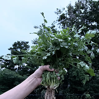 バス/トイレ/畑を借りました/家庭菜園/家庭菜園初心者/パクチー...などのインテリア実例 - 2019-06-02 21:29:35