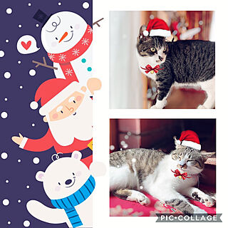 メリークリスマス⛄/カメラマークだらけΣ(Ｔ▽Ｔ;)/ねこばかりですいません/コメントお気遣いなく(⁎ᴗ͈ˬᴗ͈⁎)/リビングのインテリア実例 - 2019-12-25 13:22:18