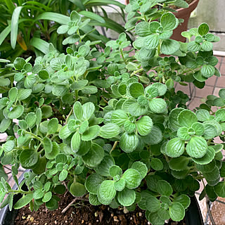 処分する植物/癒される〜♡/木のある暮らし/緑大好き/ボタニカルインテリア...などのインテリア実例 - 2021-09-12 08:44:57