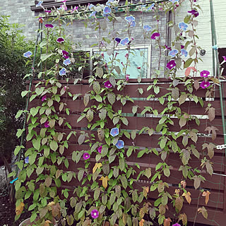 朝顔のグリーンカーテンのインテリア実例 Roomclip ルームクリップ