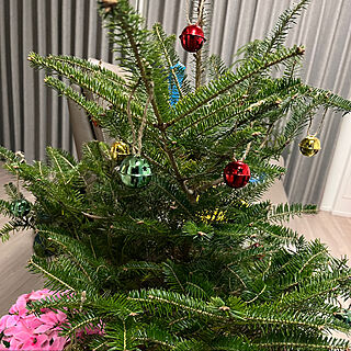 もみの木/クリスマス/クリスマスツリー/初めてのマンション暮らし/シンボルツリー...などのインテリア実例 - 2022-11-12 22:18:24