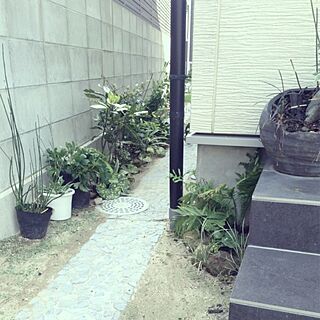 玄関/入り口/植物/通路/DIYのインテリア実例 - 2013-09-22 20:07:47