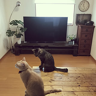 テレビボードDIY/ねこのいる生活/猫2匹/築50年弱/ねこ...などのインテリア実例 - 2020-08-27 11:46:12