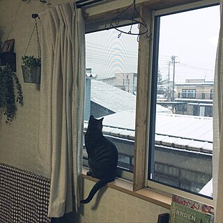 雪景色/猫/窓枠DIYのインテリア実例 - 2017-01-09 07:26:44