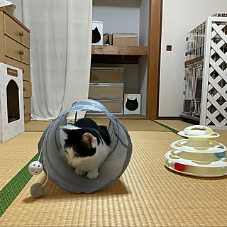 はちわれ猫/白黒猫/猫のいる部屋/スリーコインズ/猫のおもちゃ...などのインテリア実例 - 2021-08-17 20:30:02