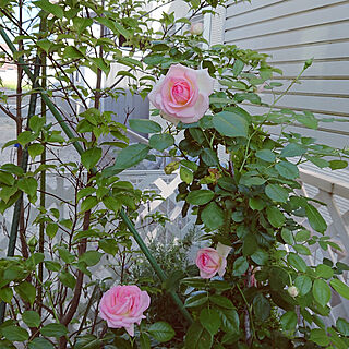 玄関/入り口/お庭です♪/薔薇に戻りました/ピエール・ドゥ・ロンサール/つる薔薇の王道...などのインテリア実例 - 2019-05-15 23:12:06