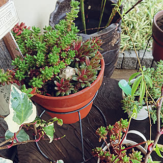 ベッド周り/多肉植物のある暮らし/多肉寄せ植え/多肉大好き♡/多肉植物...などのインテリア実例 - 2020-04-25 07:08:01