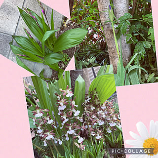 なんのお花でしょうか？/植物のある暮らし/おうち時間/お花のある暮らし/いつもいいねやコメありがとうございます♡...などのインテリア実例 - 2021-04-21 17:17:27