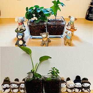 玄関/入り口/ハイドロカルチャー/観葉植物/玄関ディスプレイ/季節を楽しむ暮らし...などのインテリア実例 - 2024-02-25 20:03:14