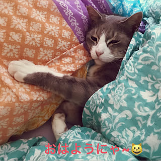 布団カバー可愛いの探してます/猫のいる暮らし/いつもいいねありがとうございます♡/起きられない/寒い朝...などのインテリア実例 - 2019-04-27 08:27:31