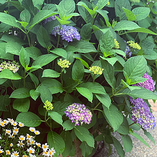 紫陽花/お庭/お花のある暮らし/好きなものに囲まれて/インテリア...などのインテリア実例 - 2020-05-26 17:24:10