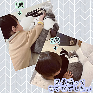 ハチワレ鍵しっぽ/るい1歳黒白ハチワレ/れお3歳サバ白/回転座椅子/ペット可能な賃貸住宅...などのインテリア実例 - 2021-05-23 20:51:47