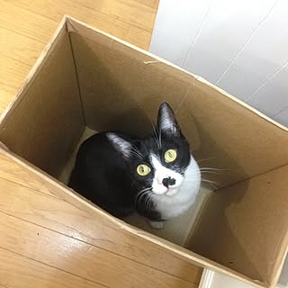 キッチン/段ボールごみ箱/NO CAT,NO LIFE❤️/ねこ部/タフ猫同盟...などのインテリア実例 - 2016-12-06 00:34:05