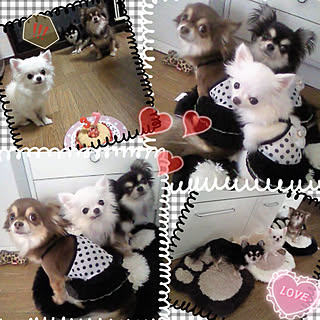 関係ないpicですみません(´-ω-`)/愛 犬 ❤︎/❤︎天使ちゃんたち❤︎/部屋全体/愛犬♡...などのインテリア実例 - 2021-10-31 18:34:48