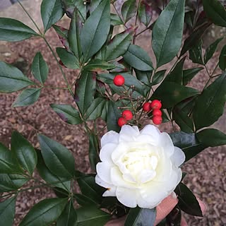 部屋全体/庭の草花/植物/飾り付け担当＝私/お正月アレンジ...などのインテリア実例 - 2014-01-02 15:53:15